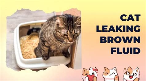 Cat Leaking Brown Fluid: What Is Going On Here –。